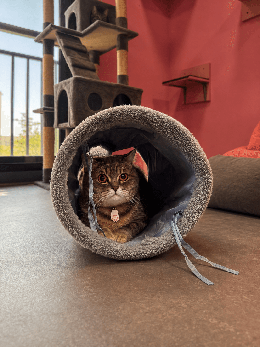 Cat boarding space at The Pet Doctor in Sharjah