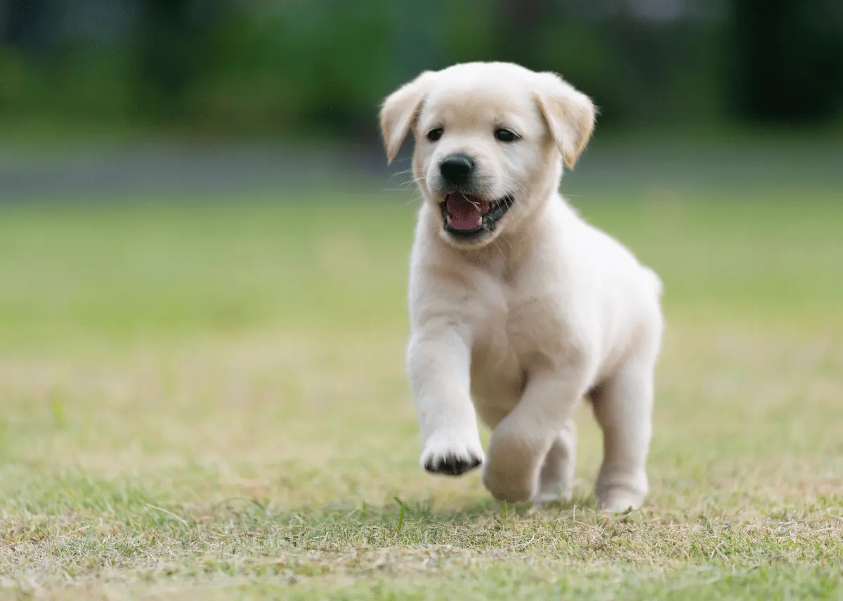 Vet with dog