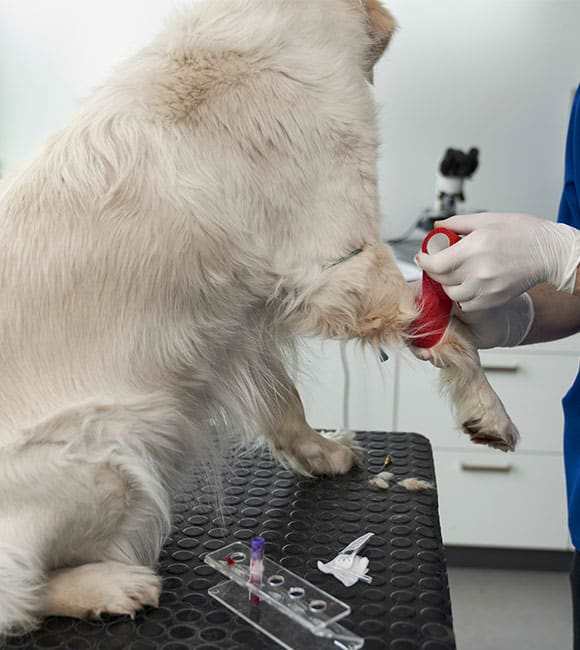 Veterinarian collecting a blood sample from a small dog for laboratory testing