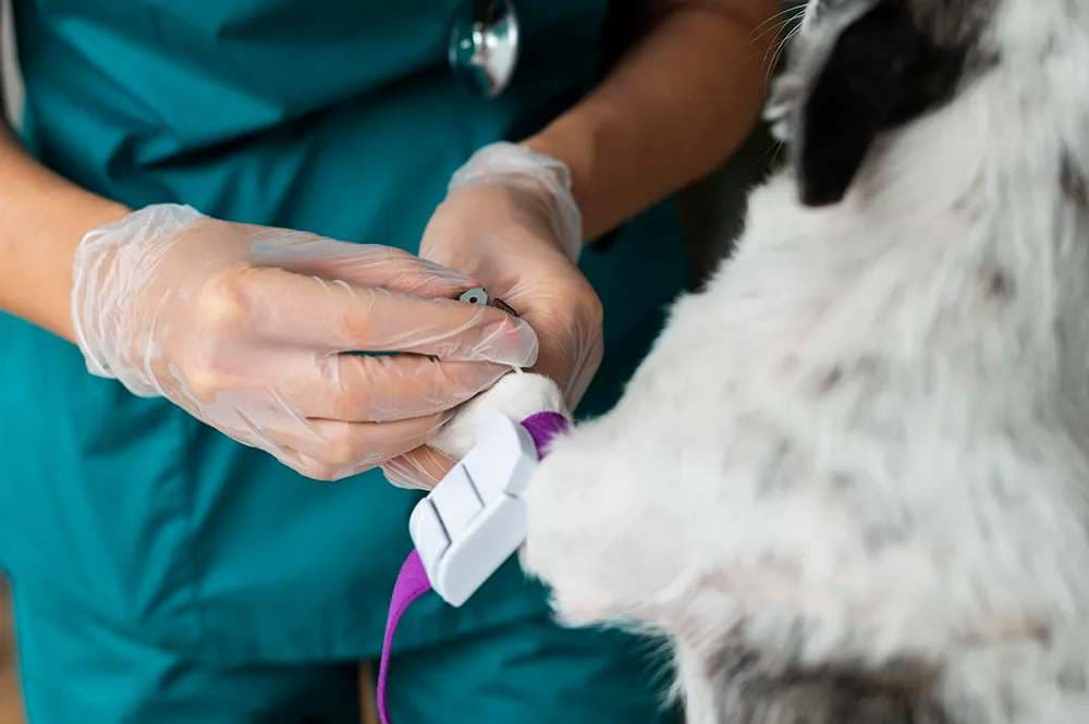 Veterinarian performing a rapid blood test on a dog in a veterinary clinic