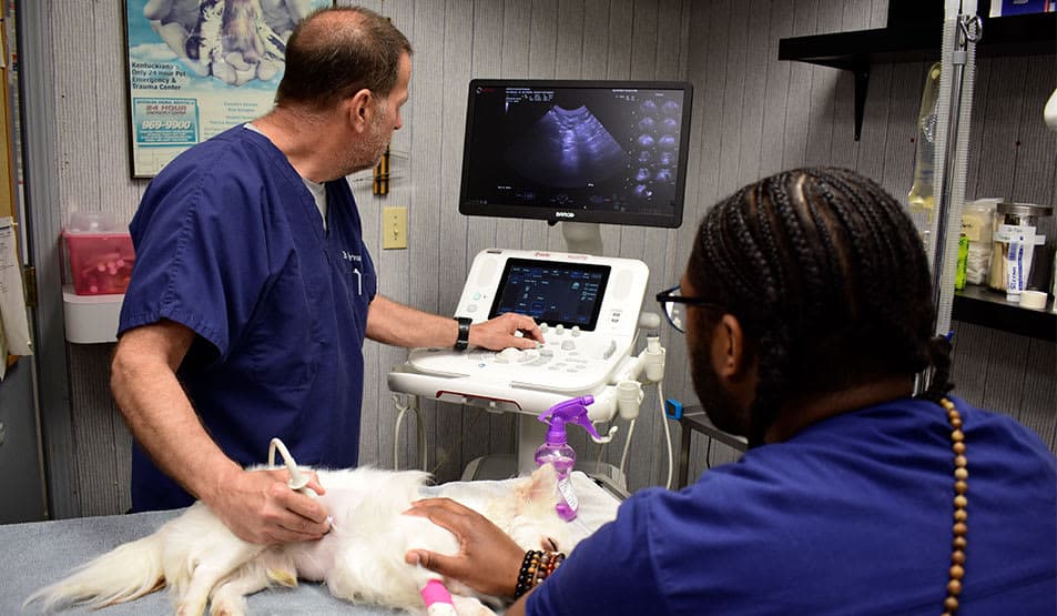 Two veterinarians performing an ultrasound scan on a white dog in a clinic