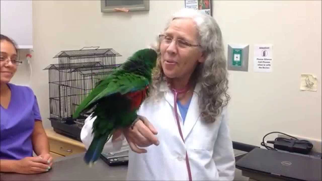 Veterinarian holding and examining a green parrot during an avian physical examination